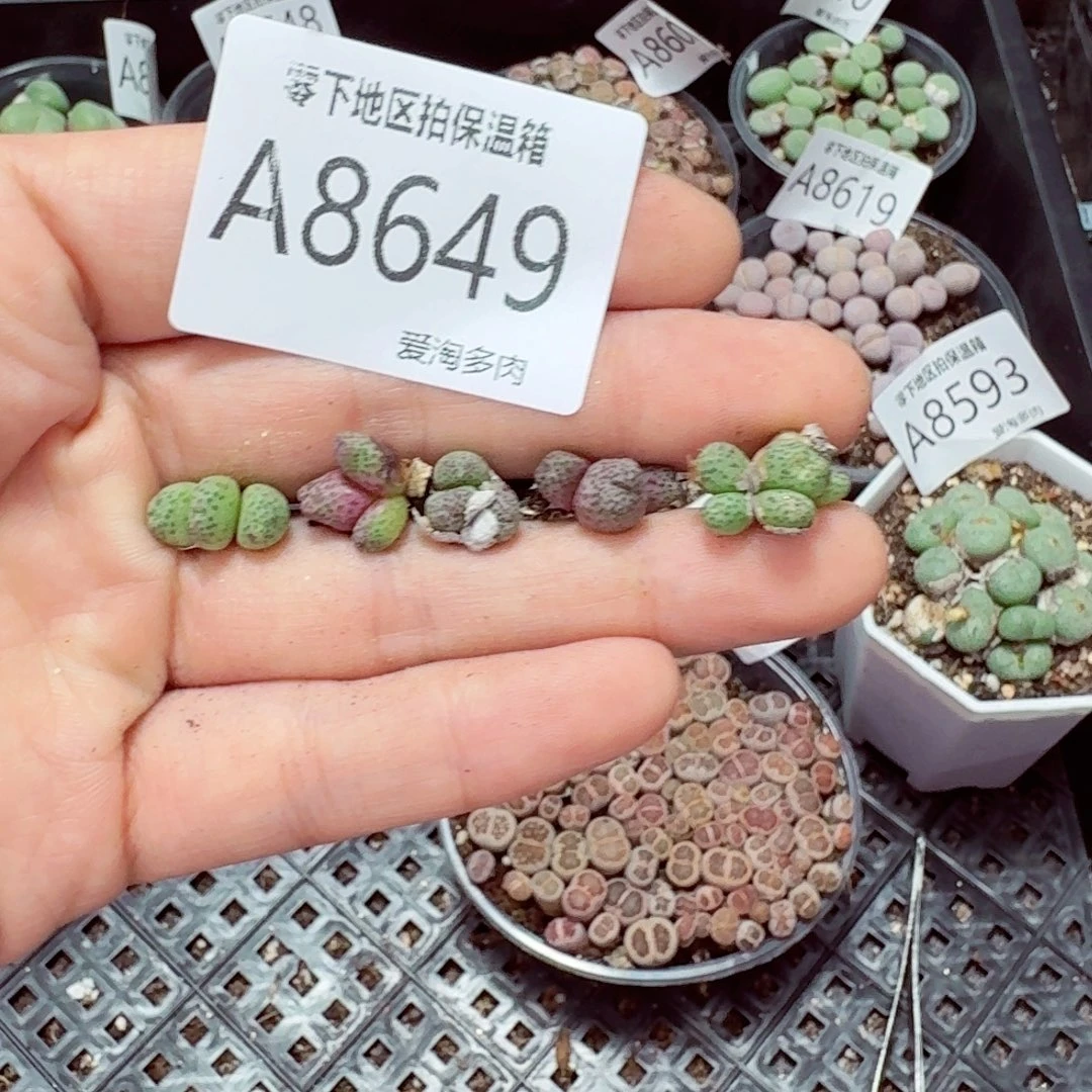 8649––零下地区需拍保温箱