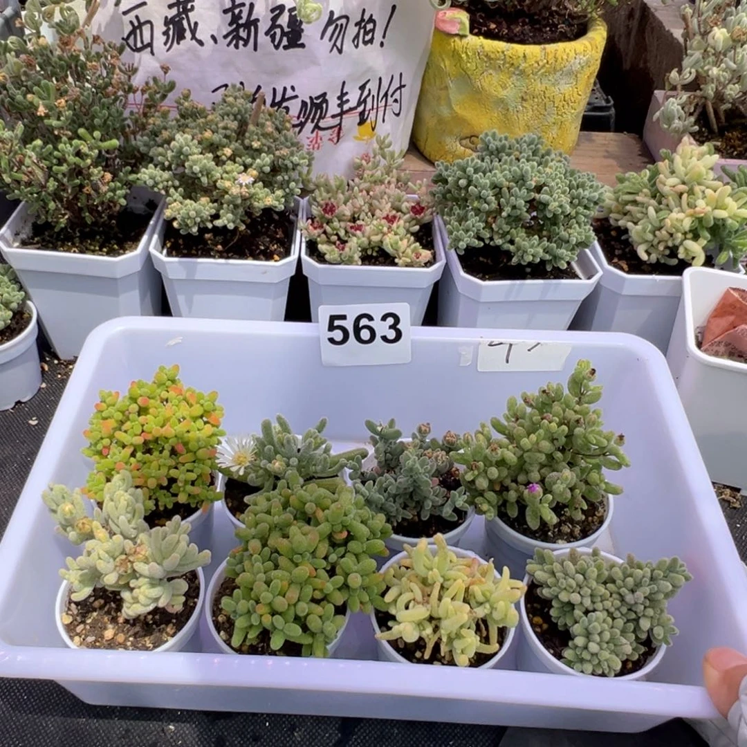 多肉植物枝干8颗