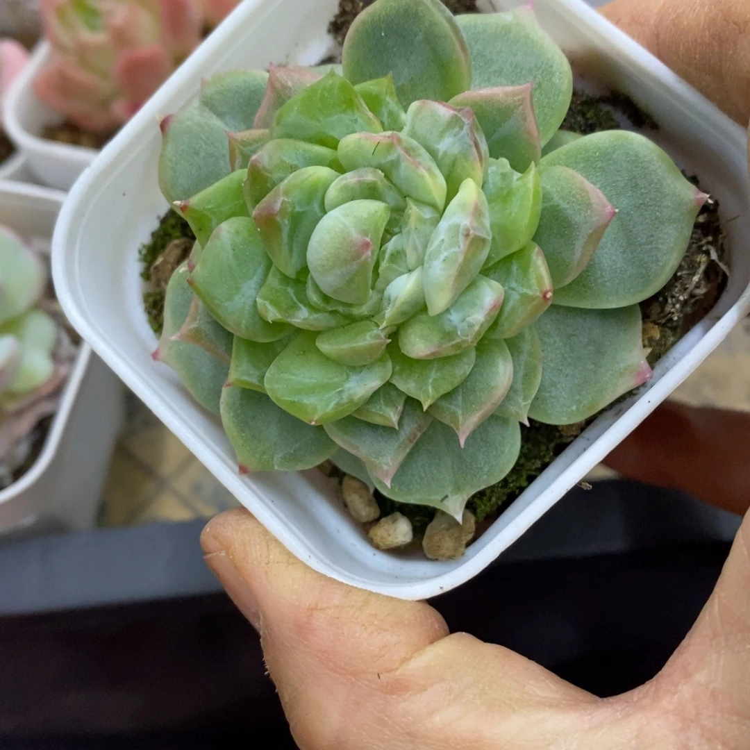 精品多肉一物一拍不包整254