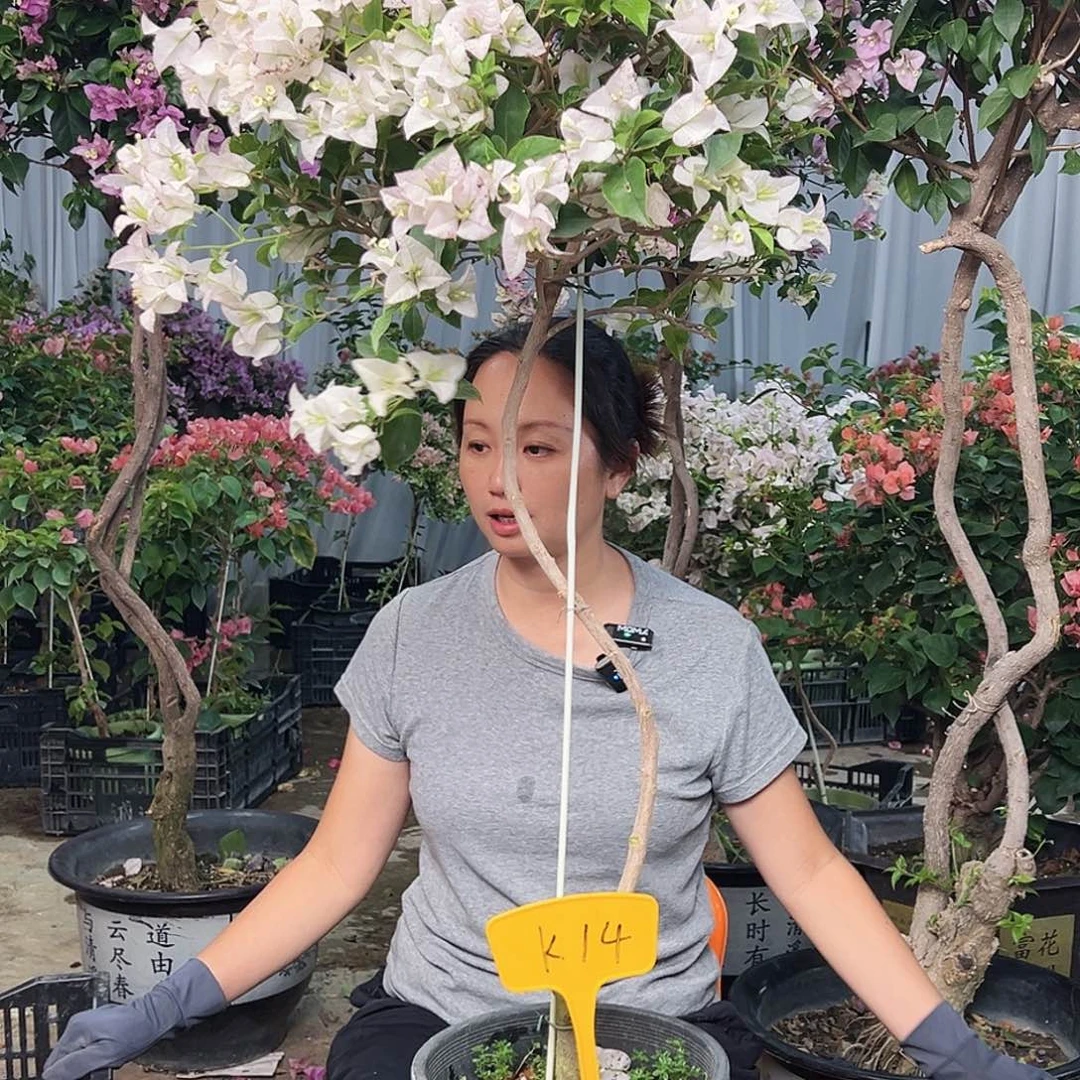 黄***叶大部分花苞少量开放K丽娜