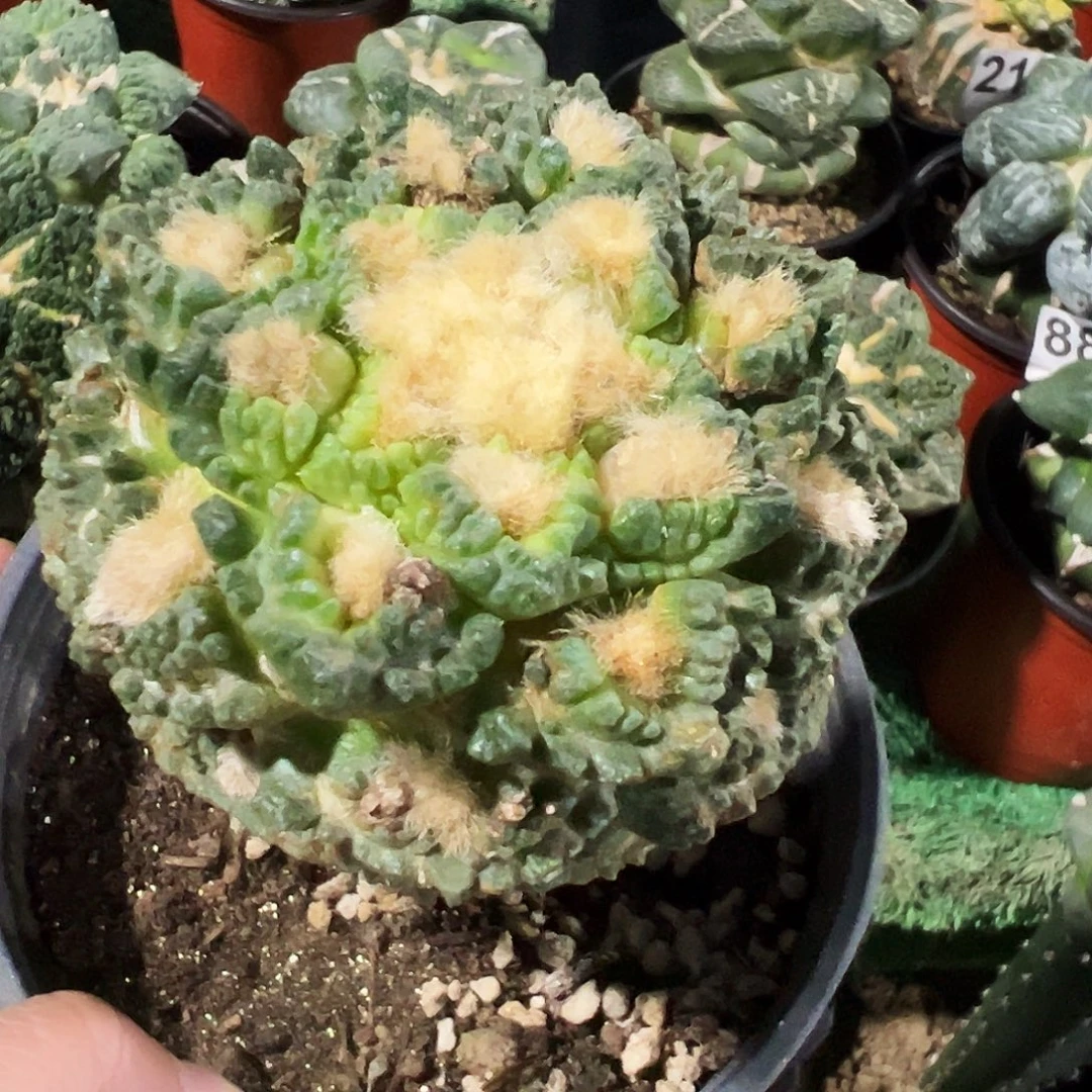 无花朵福利老龟甲牡丹微瑕疵085