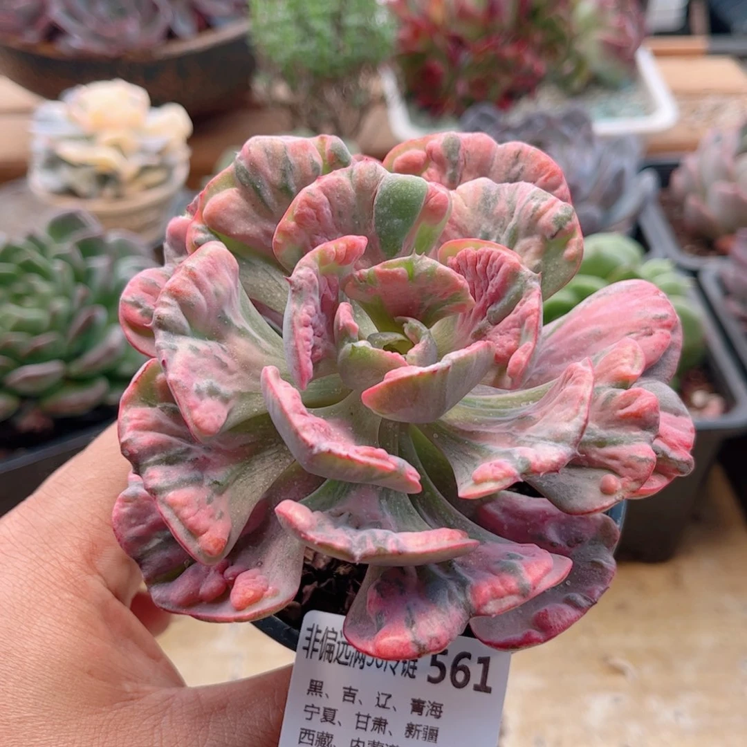 561雨滴锦德华多肉