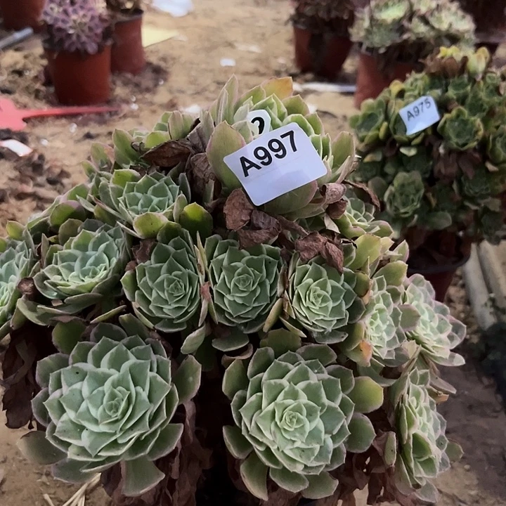 海王多肉植物一个997