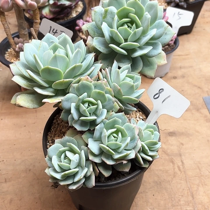 多肉植物，恋曲81号