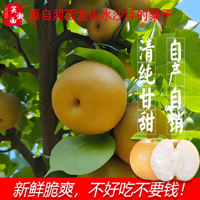 正宗湖南湘西龙山水沙坪原产地现摘现发清甜无渣砂梨苹果梨金秋梨