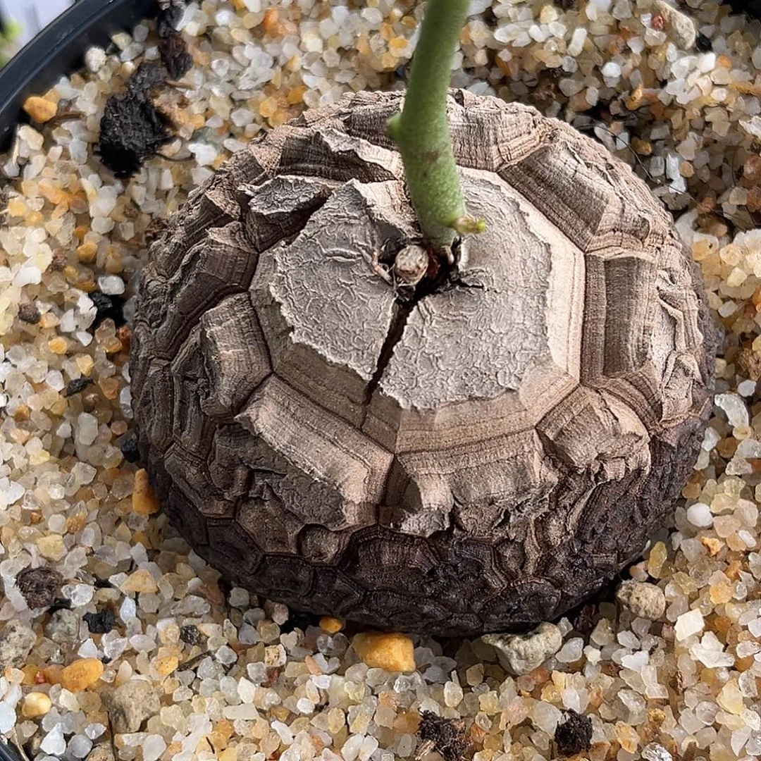 精品天眼南非龟，7.4公分