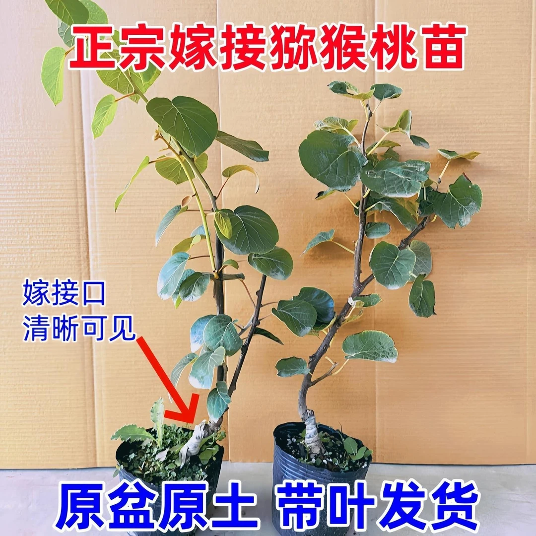 猕猴桃树果苗红心黄心徐香弥猴桃公母同株南北方奇异果猕猴苗盆栽
