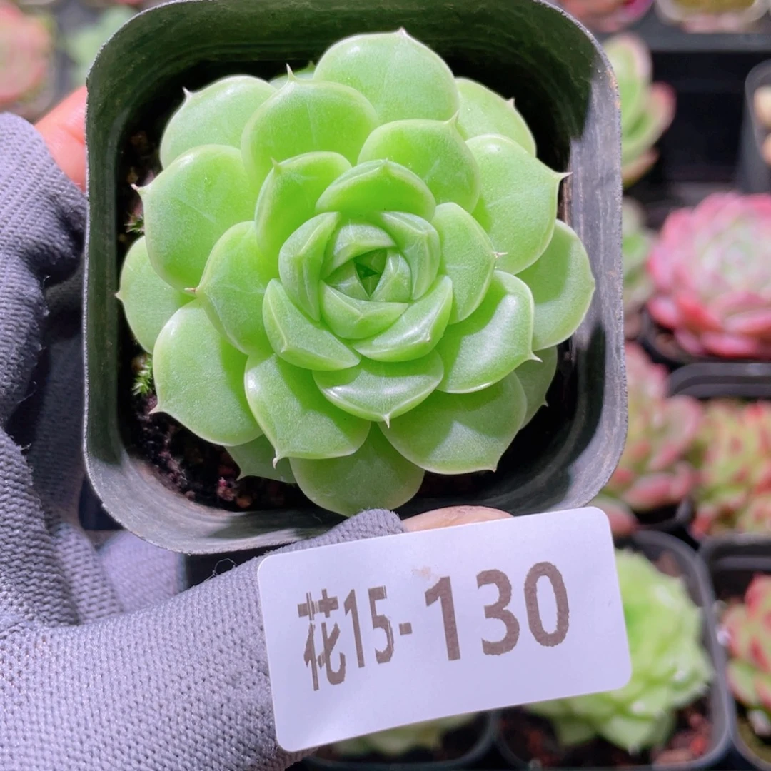 花利美15-130麦秆