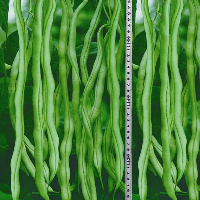 全店五包包邮无筋架豆王种子