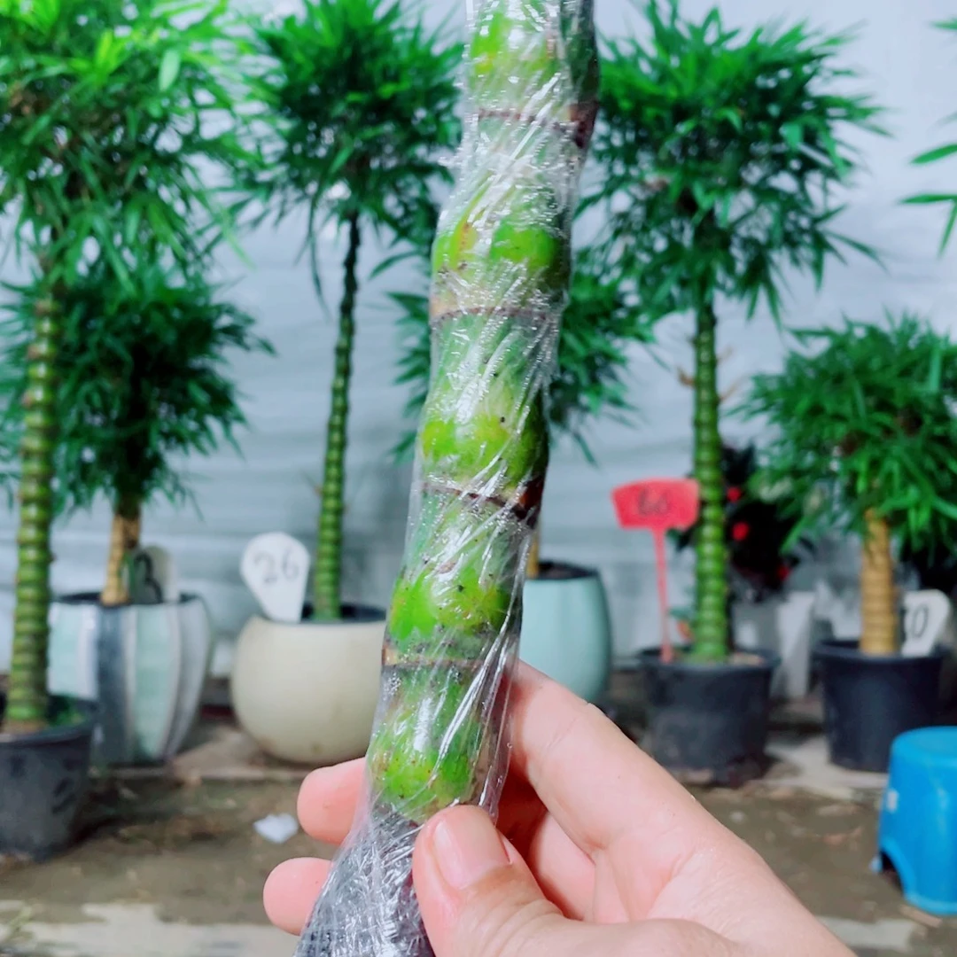 完全开放佛肚竹88888888