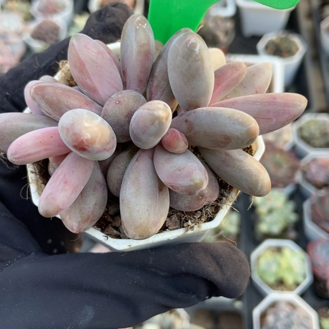 1655红手指多肉植物