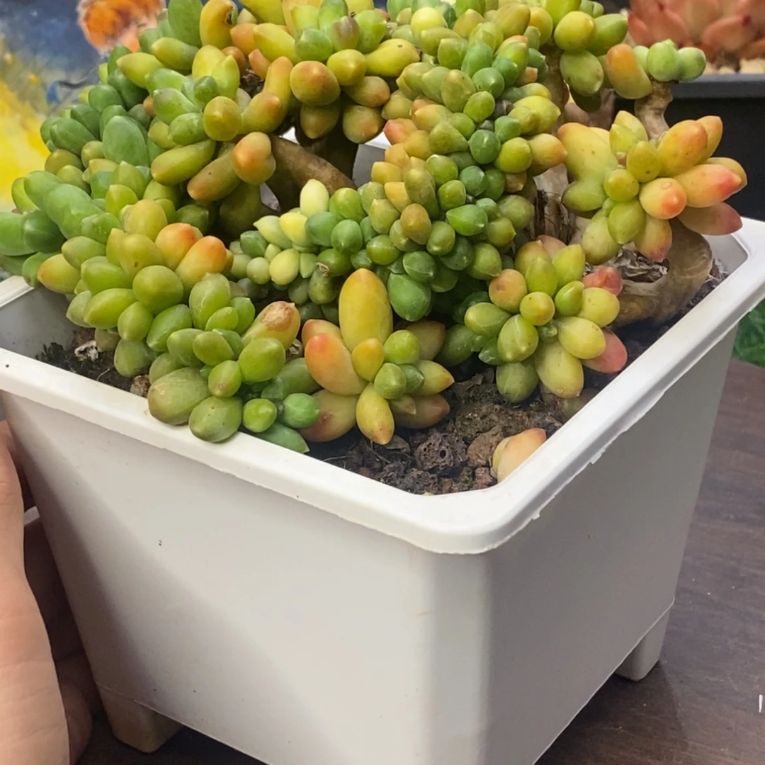 第***李千代田之松缀一物一拍