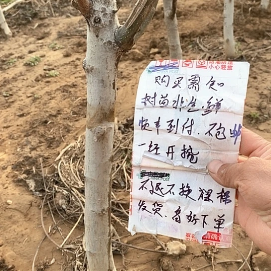 文玩核桃把件华*子龙鼎