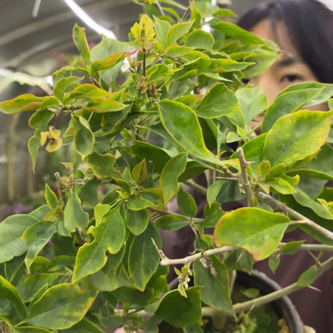 s***y全部花苞（抹茶蝶）三角梅会落花落叶会光杆苗有大有小