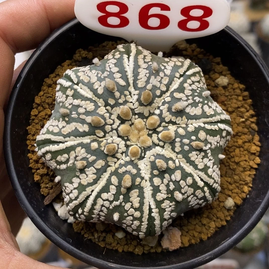 868福利特价来了哦耶