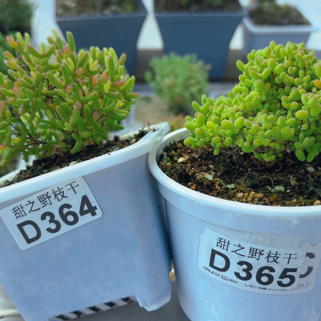 m****）蜜橘和糖球锦364和365。