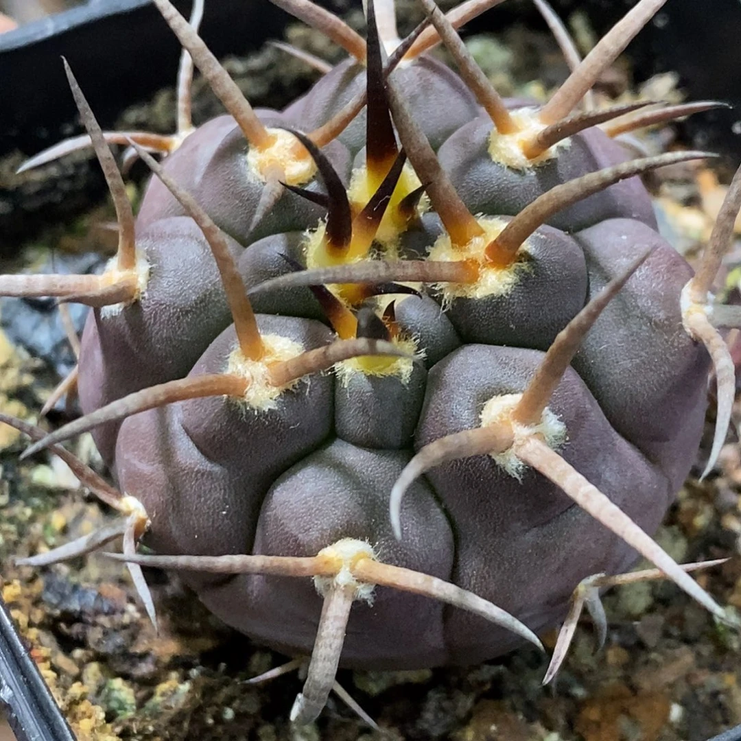 孤品实生特选株纯紫皮粗刺守金摩天龙4.4cm