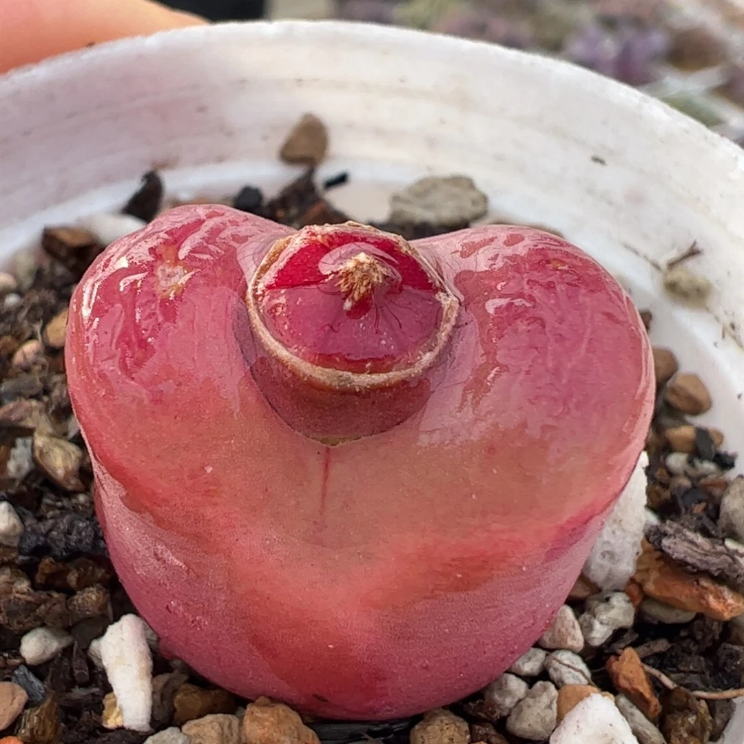 多肉植物百科652