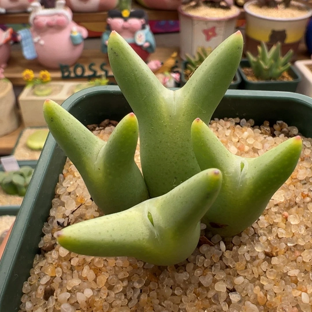 604   Ssg0136尖耳皮卡丘