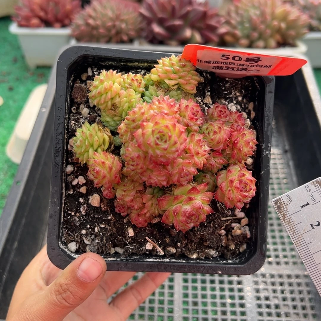 表妹精品多肉植物50.