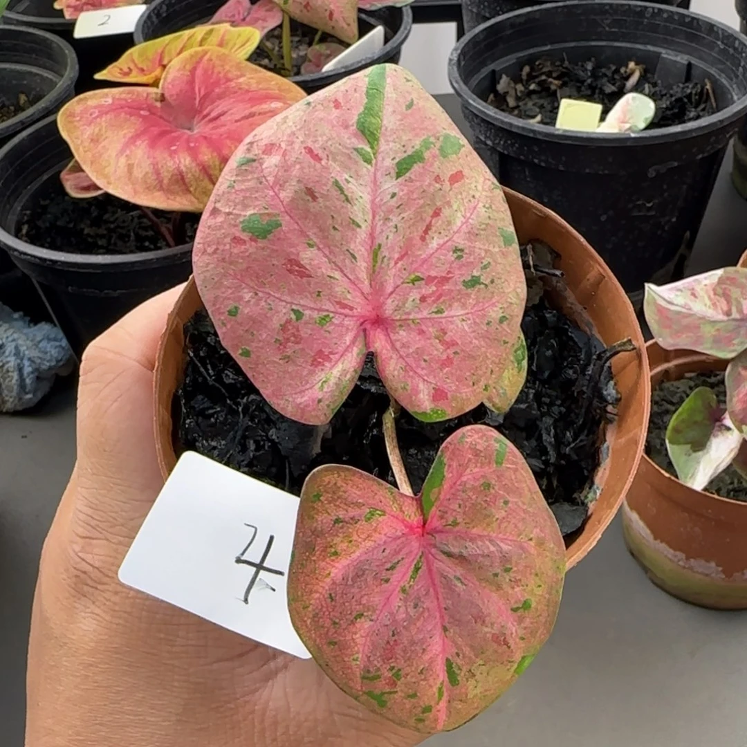 4-1028广东发货心肝宝贝