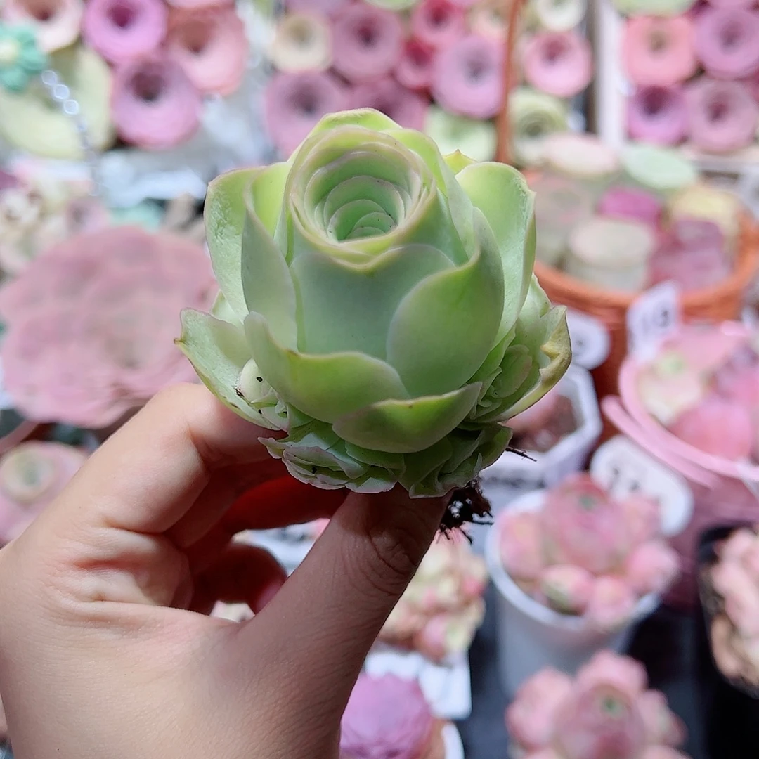 297黄玫瑰手捧花。