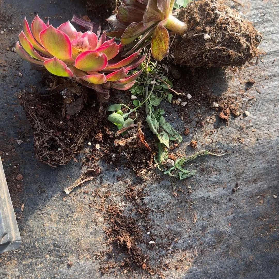 小***麦加两小苗多肉植物535