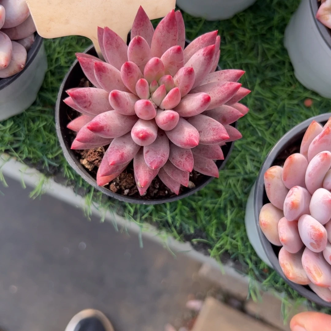 单头虞美人多肉植物