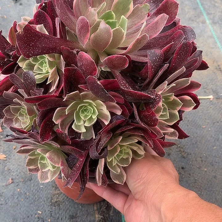 325金斯雀多肉植物