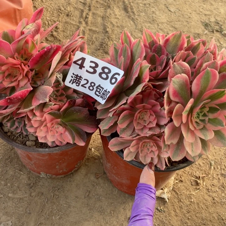 4386一号棚两个女巫A