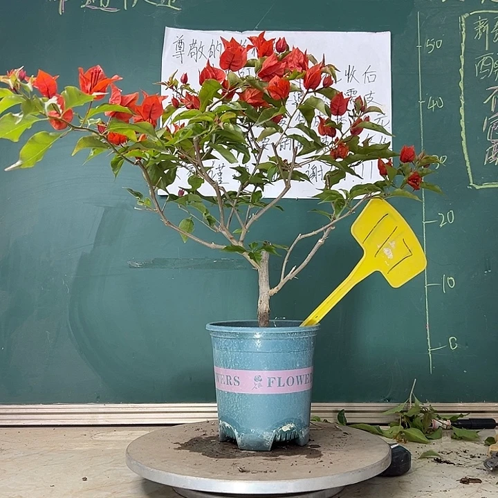 当前无花栽培后可以开花热火桑巴 11 7