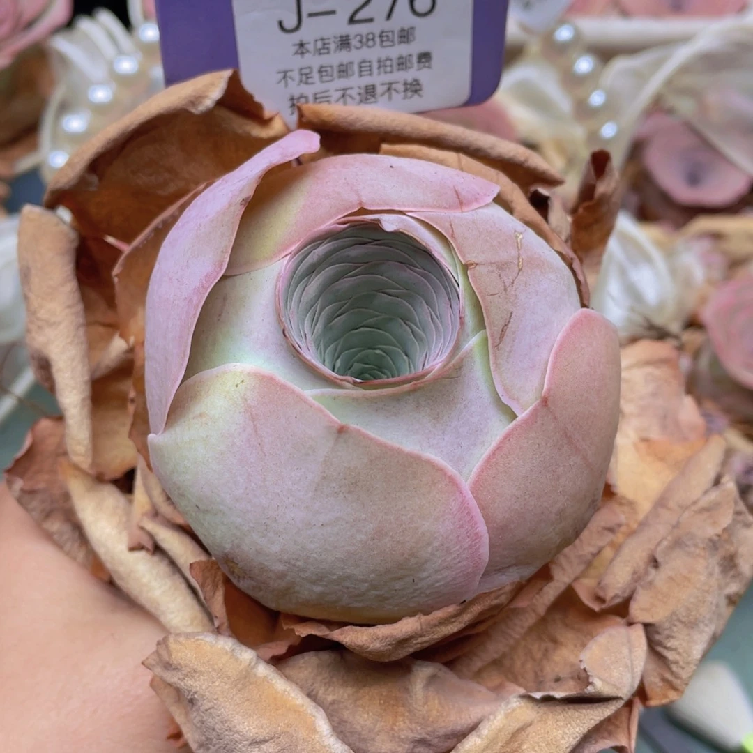 山地玫瑰J276裸根发货不售后