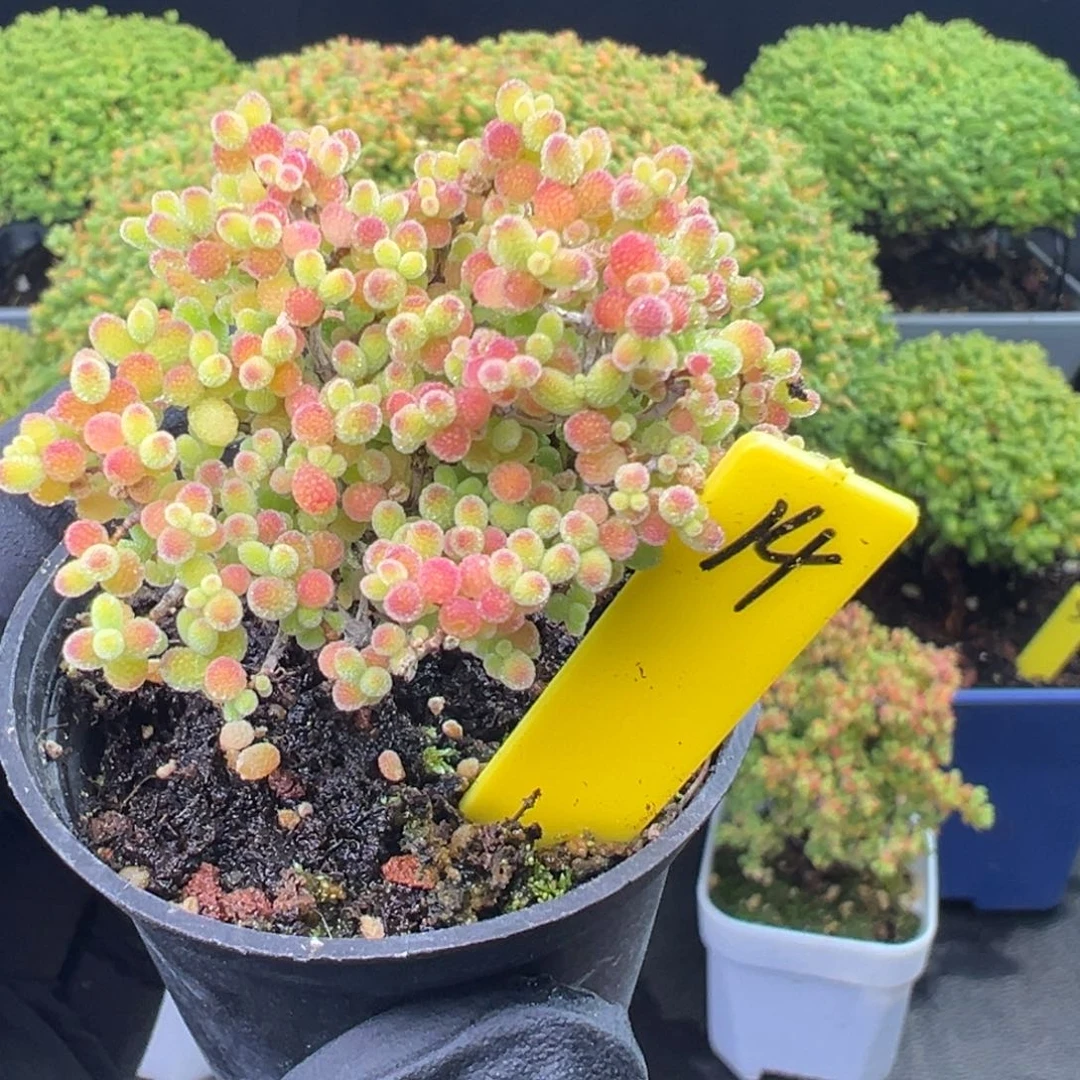 蜜橘糖球14号5cm盆