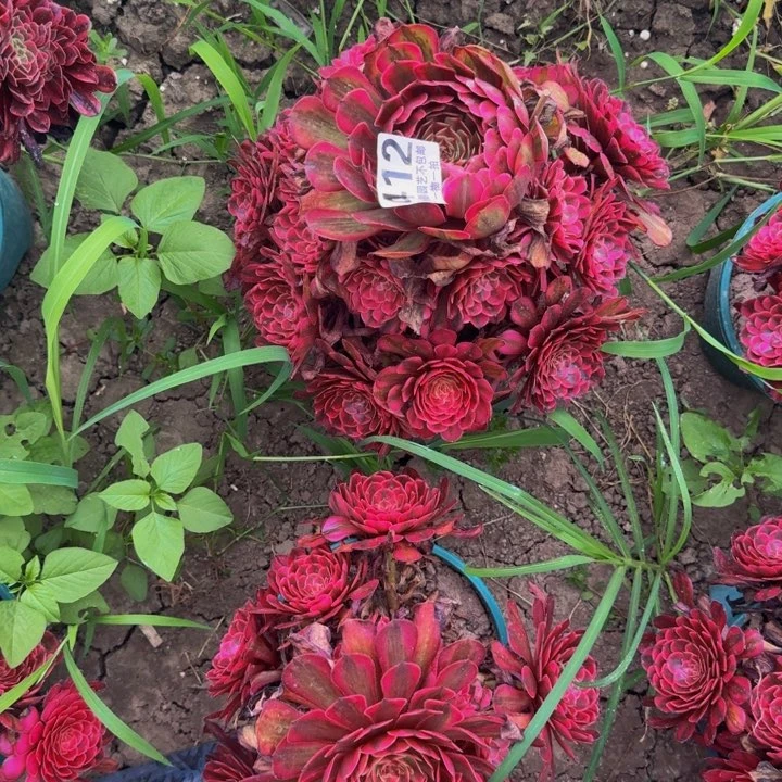 白月光花27-12包邮花花