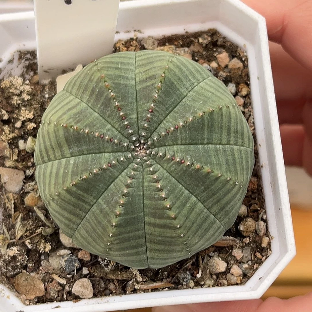 精品布纹球，超圆A12