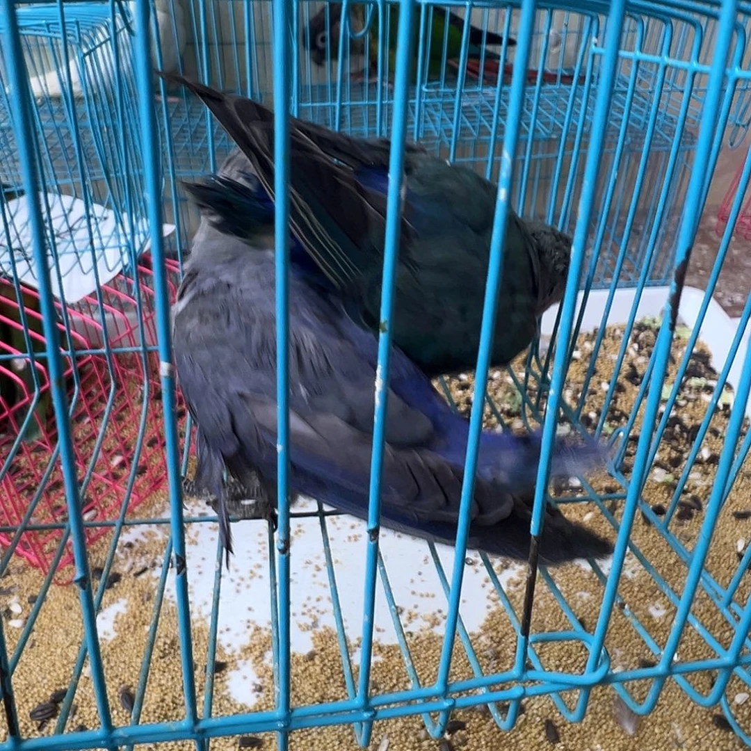 大***飞桃脸牡丹鹦鹉微瑕两只包活48小时