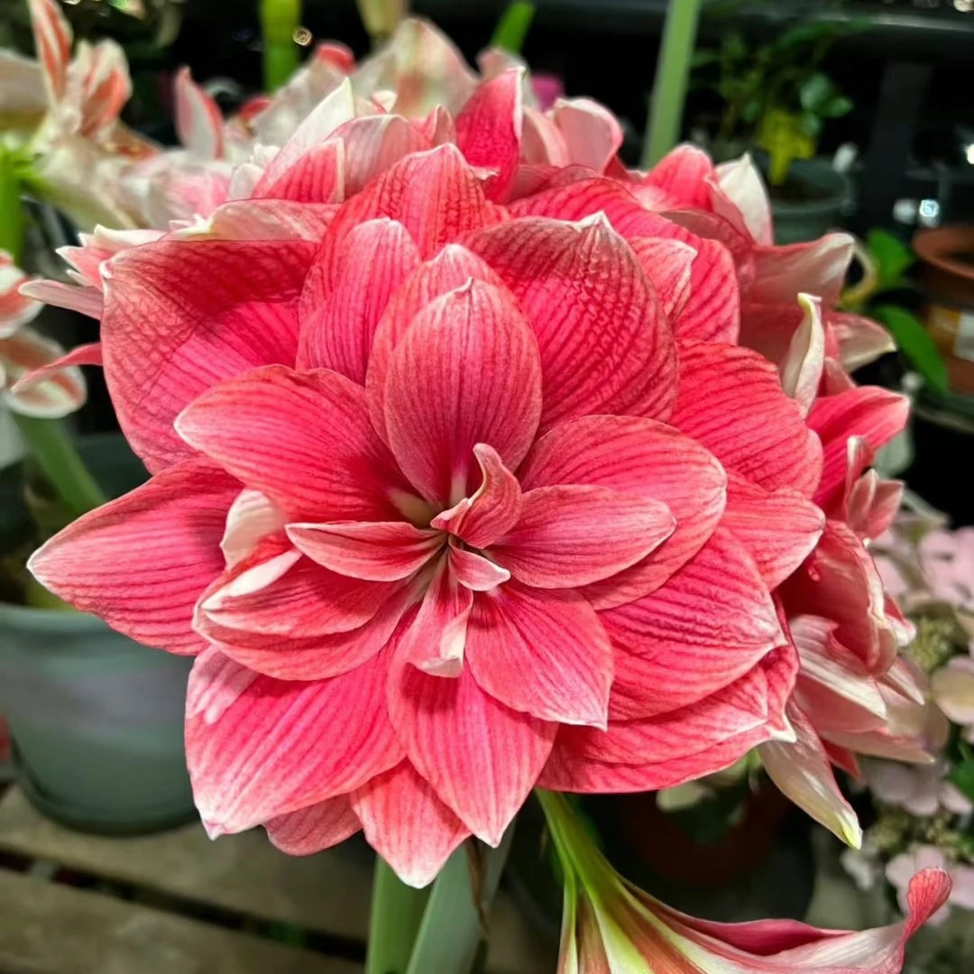 [双梦](限1单)大花重瓣朱顶红(多用做父本杂交)