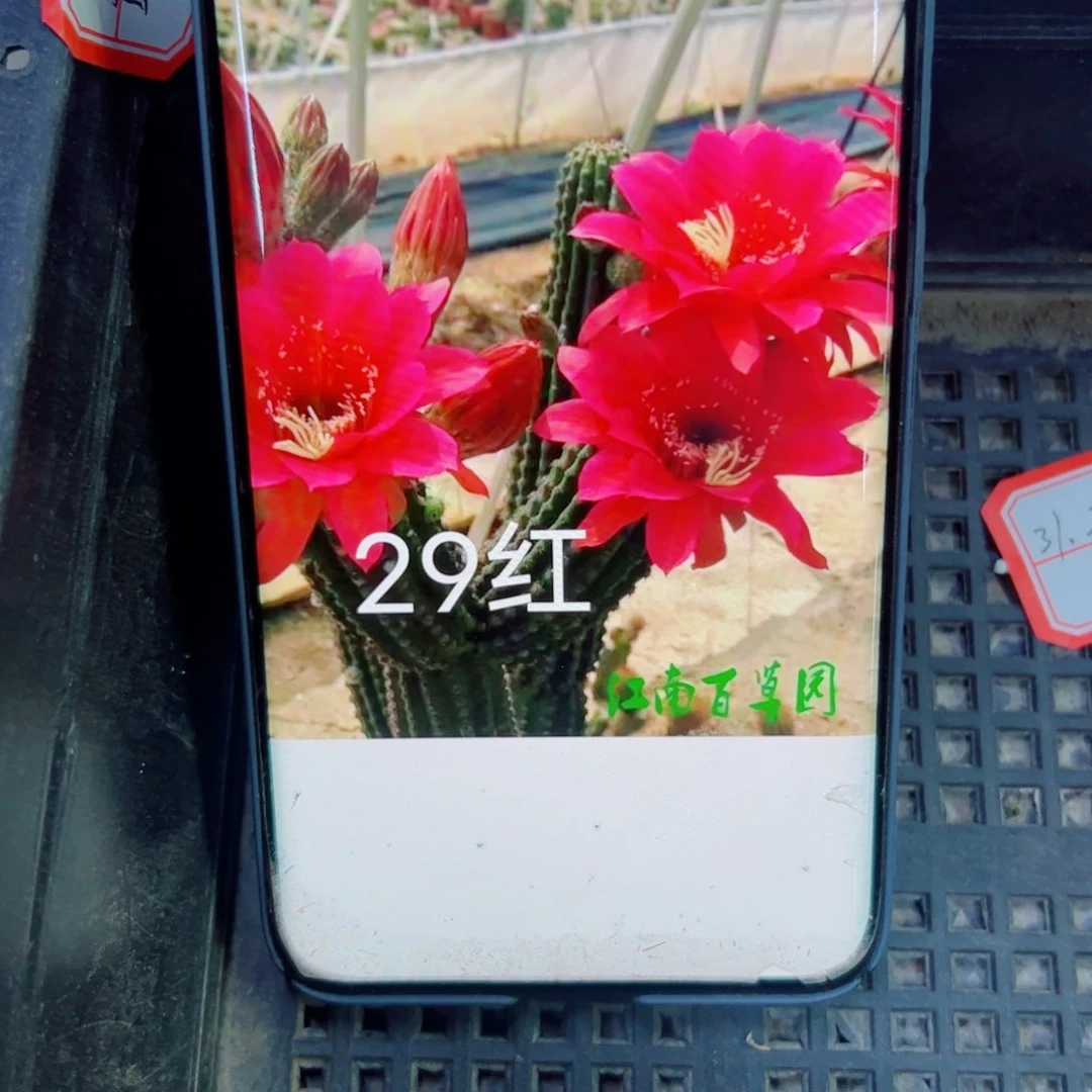 下76金妞29红歪无根侧芽5公分左右20包邮