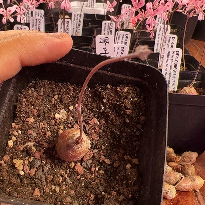 拂***袖肾叶洋葵，1.4厘米左右