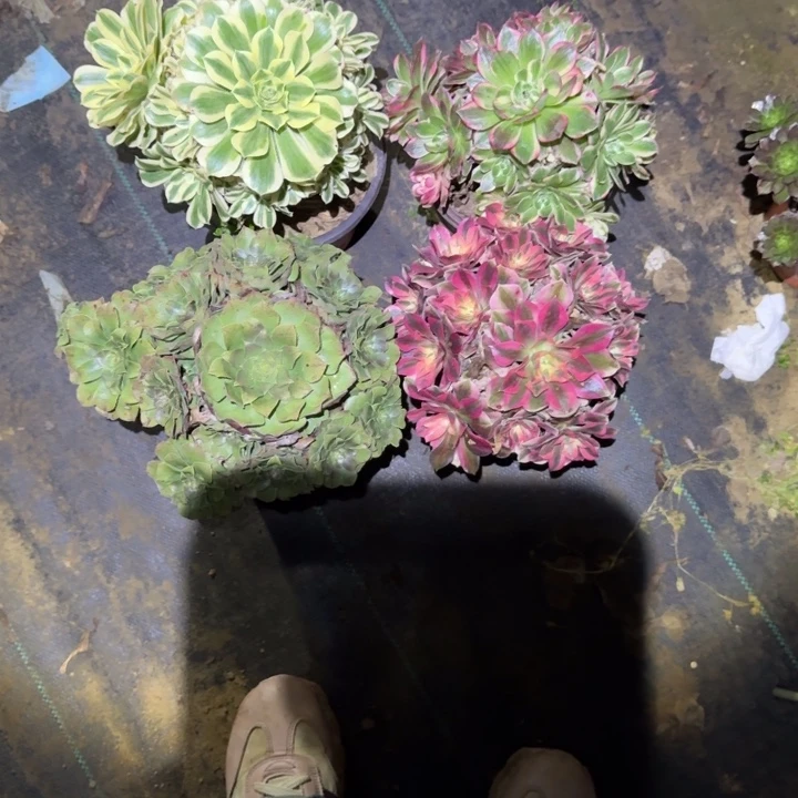 一单包邮不包侧枝26