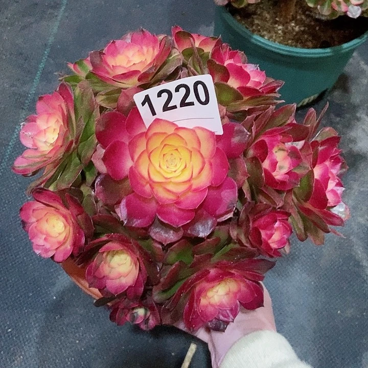 红陶1220荔枝4冠服18.20