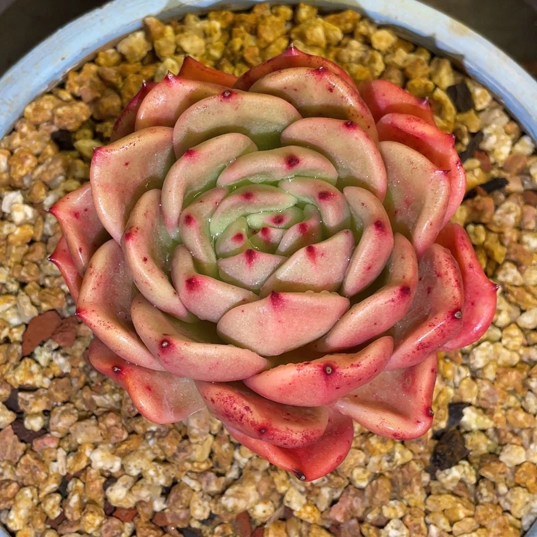 多肉植物一物一拍