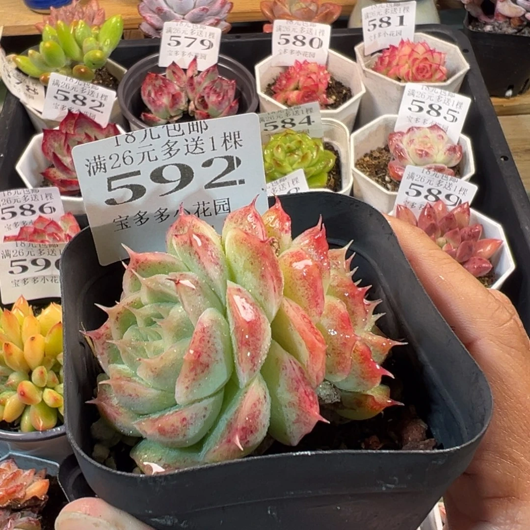 睫毛麦秆一物一拍多肉满18元包邮