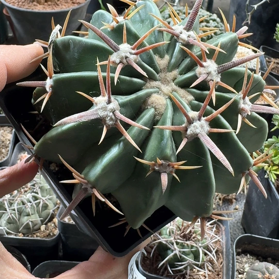 496凌波脱土发货