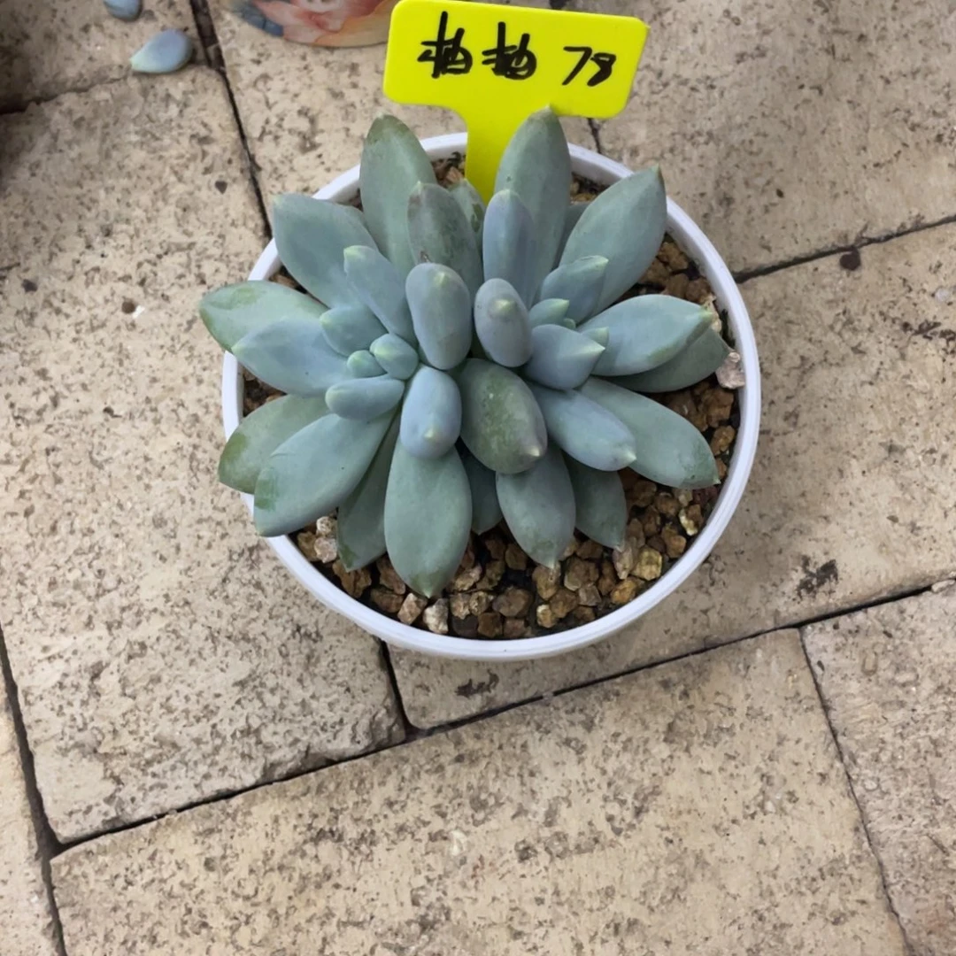 柚***肉柚柚78。