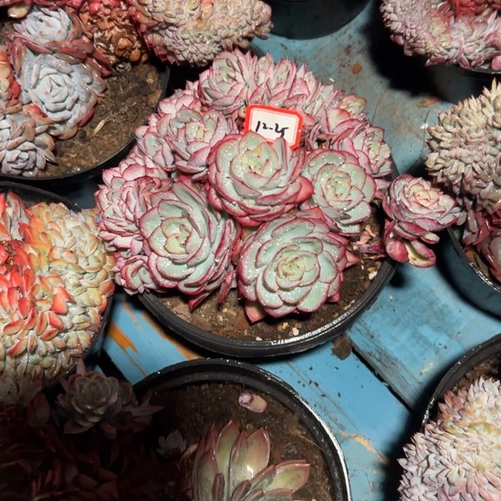 C***彦精品多肉植物老桩