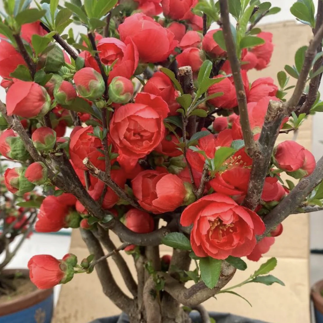 直播一物一拍长寿冠国旗红年宵花卉