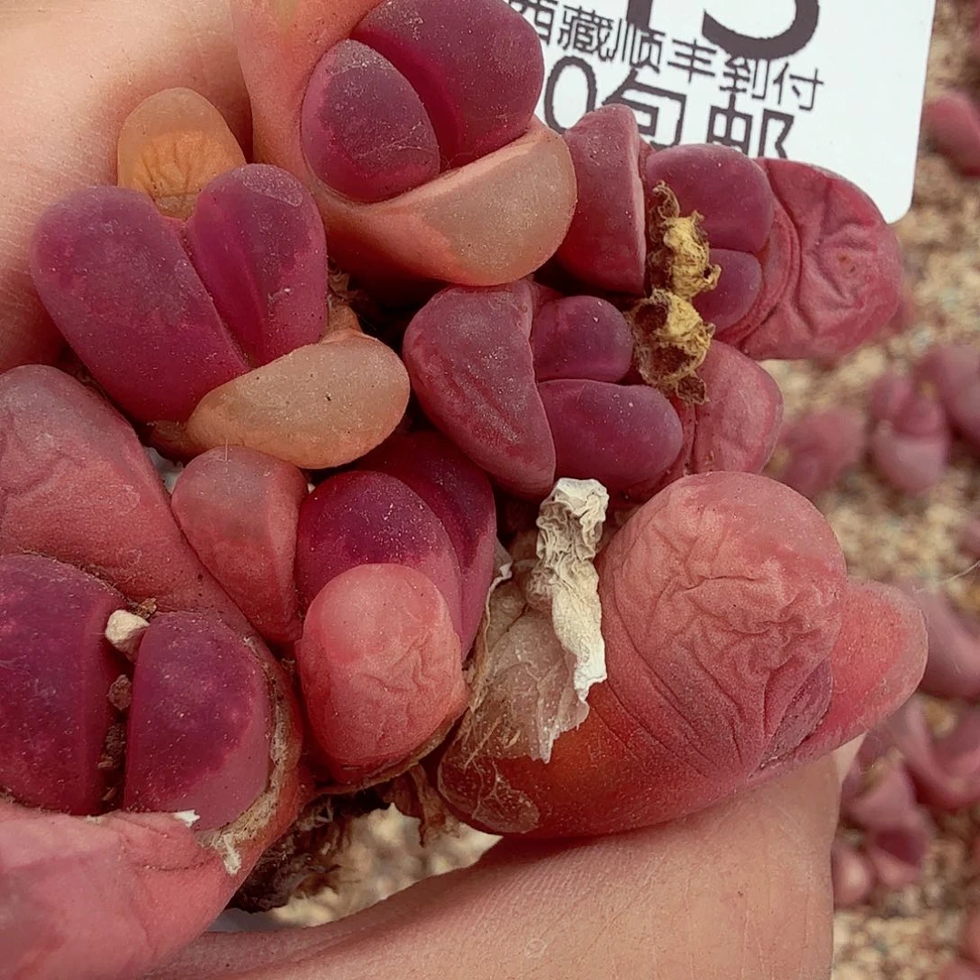 我不晓得咋搞诶噢043