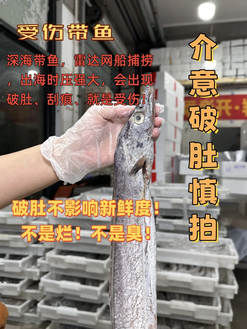 【受伤8-1顶带】冬春时节油带！舟山本港油带！瑕疵款！介意慎拍！！
