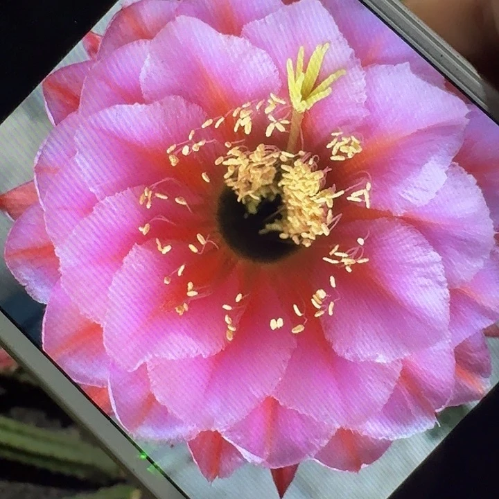 花季少女侧芽5公分毛花柱